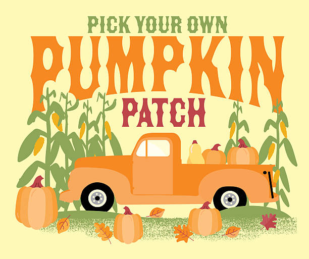 Vector illustration Fall Farm Harvest and Agricultural Pick Your Own Pumpkin Patch design with vintage pick up truck, cornstalks, pumpkins and fall leaves. Includes fully editable vector eps and high resolution jpg. Easy to customize with vector editing software. Royalty free image.