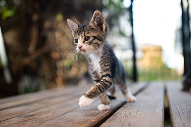 istock Tabby kitten caught stepping on wood. 2233575100