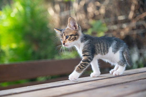 istock A curious tabby kitten stepping on wood. 2233575277