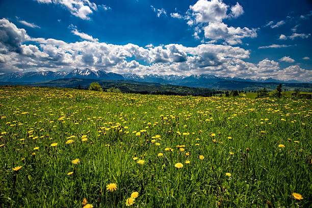 The majestic Tatra Mountains with snow-capped peaks and lush green forests and meadows, Poland