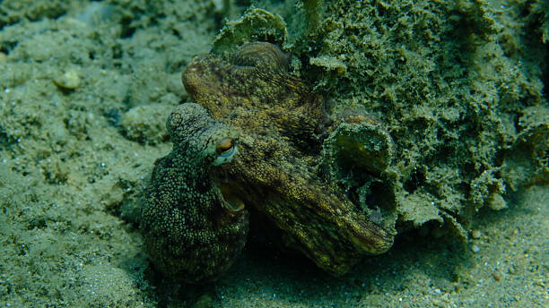istock Common octopus (Octopus vulgaris) hunting, Aegean Sea 2233576687