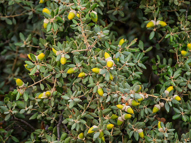 Holm oak with green acorns