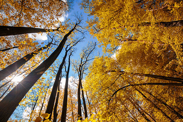 Magnificent autumnal natural scenery of treetops against a sunny blue sky