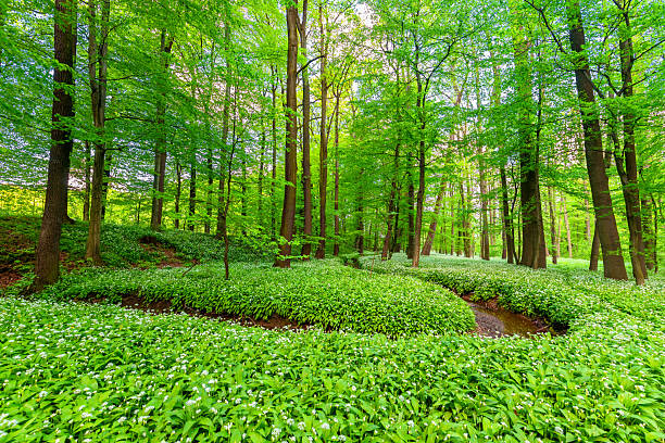 Green spring forest with blooming wild garlic and a stream, Silesian Voivodeship, Poland