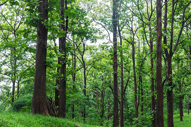 istock solid wood, teak tree plantation forest in kerala Nilambur, known as the Teak Town 2233579105