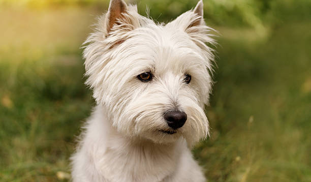 istock West Highland White Terrier dog outdoors 2233580532