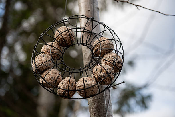 a bird food balls in a hanging feeder on a tree, in a natural garden setting.