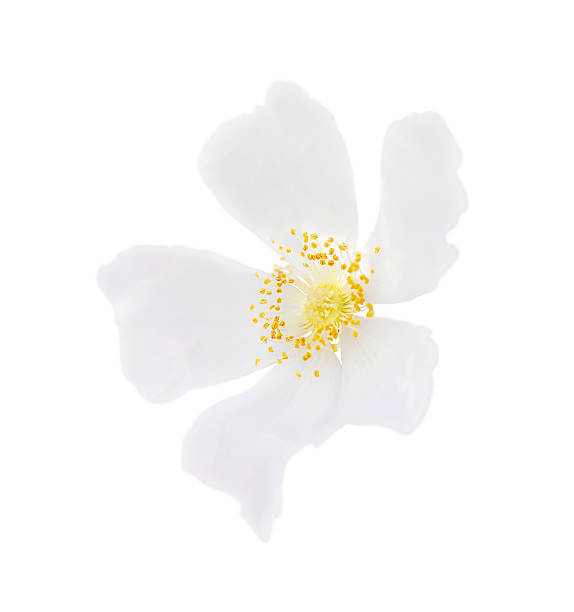 istock delicate white flower is isolated on a white background 2233582419