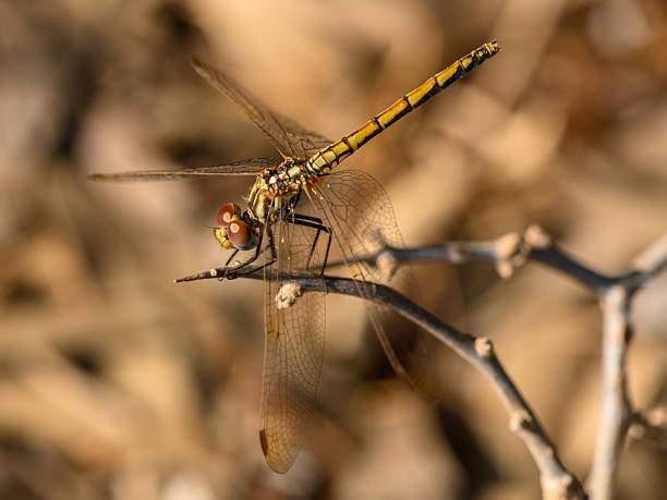 istock Dragonfly Resting on a Branch in Sunset Light 2233583386