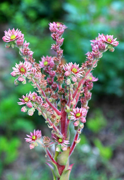 istock Sempervivum grows in a flower bed in the garden 2233583424