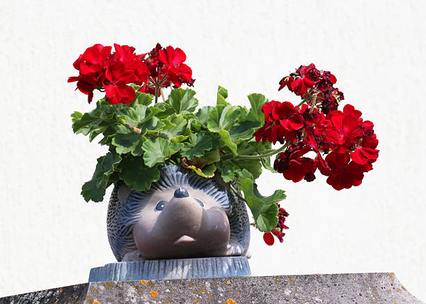 In the summer, flowers in a pot outdoors