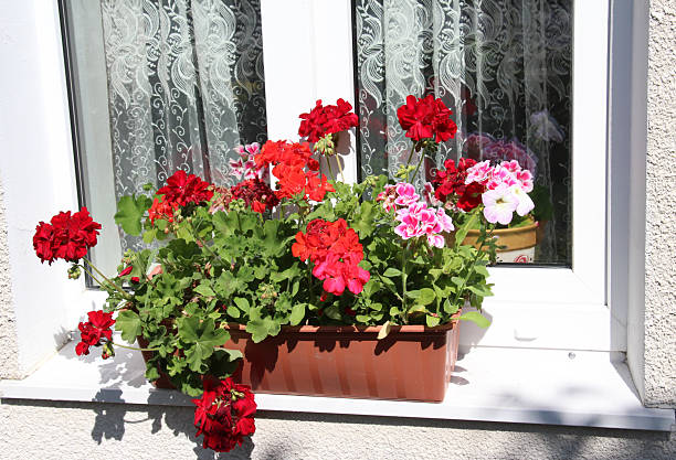 istock Flowers in a pot outdoors 2233583670
