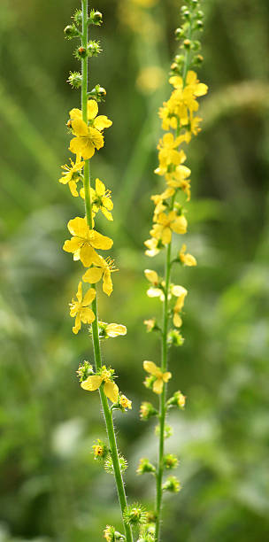 istock Agrimonia eupatoria blooms among herbs 2233583710