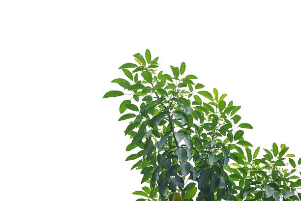 istock A tropical flower tree with leaves branches on white isolated background 2233583886