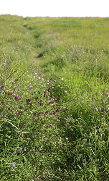 grass