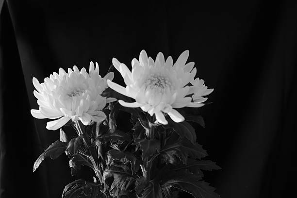 istock White chrysanthemum in a black background. 2233584133