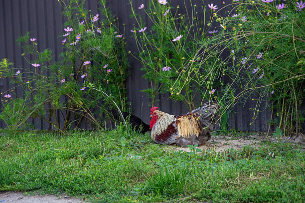 istock A vibrant rooster with striking plumage explores a grassy area surrounded by blooming wildflowers in a garden setting 2233584346