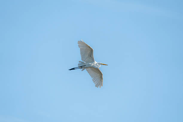 A great egret soars through the blue sky with wings spread wide.