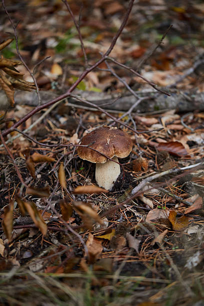 Natural scene of a wild mushroom growing amidst fallen leaves in a forest, showcasing the beauty and calmness of autumn nature.