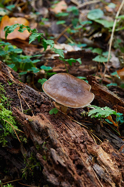 istock Close-Up of a Single Mushroom Growing on a Fallen Forest Log 2233587616