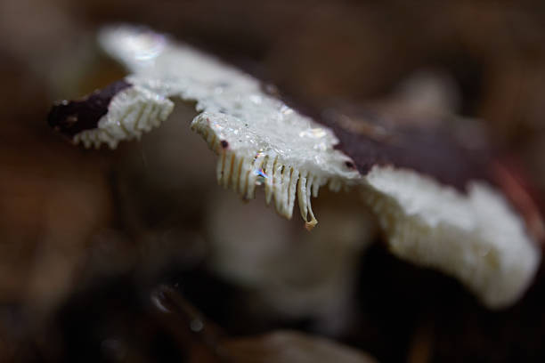 Close-Up of Unusual Mushroom Structure With Spiky Underside Features