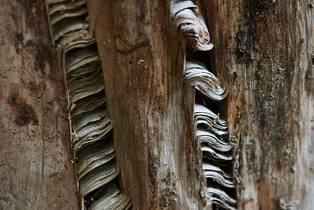 Detail view of tree bark displaying unique layers, textures, and natural organic features, highlighting the patterns and intricate cuts formed by natural processes.