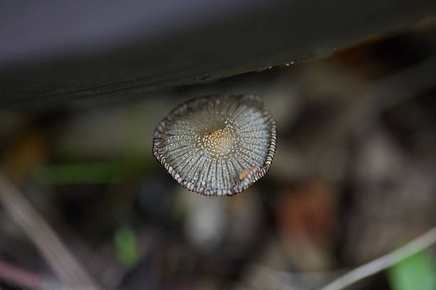 Circular mushroom seen from above, displaying intricate patterns in a natural outdoor environment. Captures the delicate details of fungal caps in earthy and soft tones.