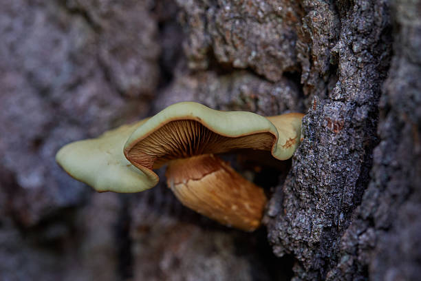 A detailed close-up view of a mushroom emerging from textured tree bark, depicting nature's biodiversity. Perfect scene for themes of fungi study, forests, and the intricacies of natural ecosystems.