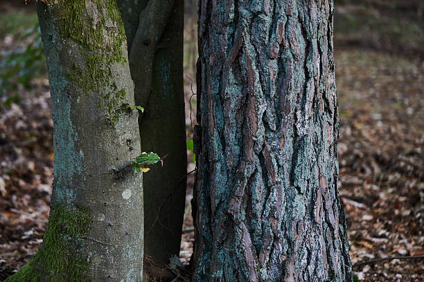 trees in natural forest in summer