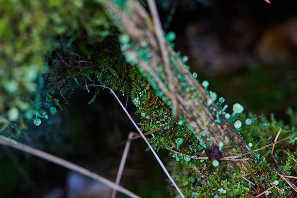 Vivid close-up image of green moss and small fungi thriving in a natural forest environment, showcasing the beauty of nature's tiny details and vibrant ecosystems.