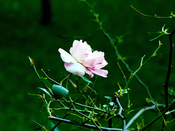istock delicate flower in the garden 2233588353