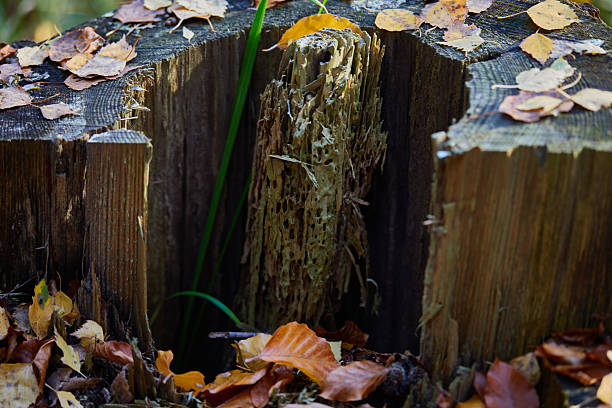 Close-up photograph capturing the texture of a decaying tree stump surrounded by colorful autumn leaves, representing natural cycles and the beauty of forest environments during the autumn season.