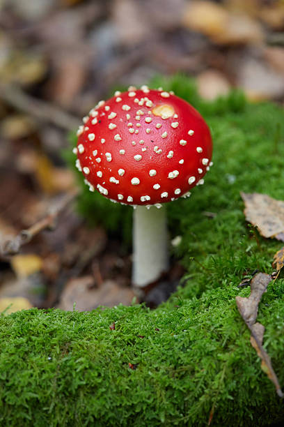 A striking red fly agaric mushroom surrounded by vibrant green moss in a serene woodland setting, showcasing nature's vivid autumn colors and intricate beauty.