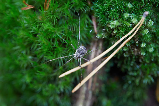 Detailed image showcasing a spider on a backdrop of lush green moss, emphasizing the fascinating details and vibrant textures of the forest ecosystem.