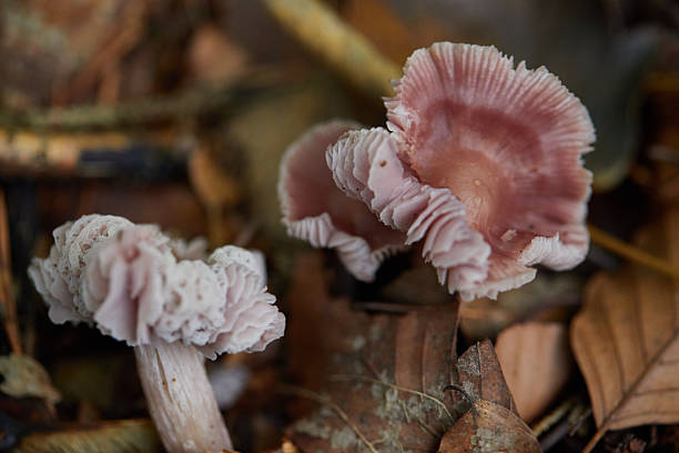 Delicate pink-hued mushrooms adorn a natural forest floor amidst earthy remnants, showcasing nature's intricate details and organic beauty.
