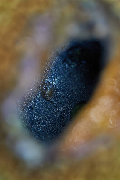 A Painted frogfish, Antennarius pictus, sits on the seafloor of Lembeh Strait, Indonesia, waiting to ambush prey. Frogfish are predators of reef fish, crustaceans, and small cephalopods.