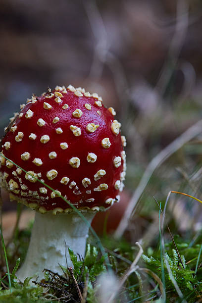 Red spotted mushroom photographed in a natural forest environment amidst green moss and plants. The vivid colors and close-up shot highlight the mushroom's unique patterns and textures, capturing the beauty of nature.