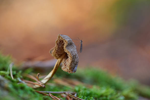 Macro shot featuring a delicate mushroom with a perched insect, surrounded by vibrant forest moss in warm autumn light, creating a serene and intimate view of nature.