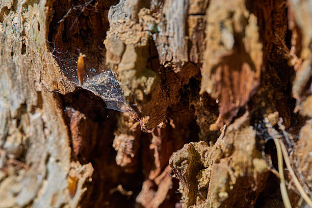 Macro photograph showcasing a textured tree bark fragment intertwined with a delicate spider web, emphasizing natural detail and organic structures within a forested environment. Represents the intricacy of nature and ecosystems.