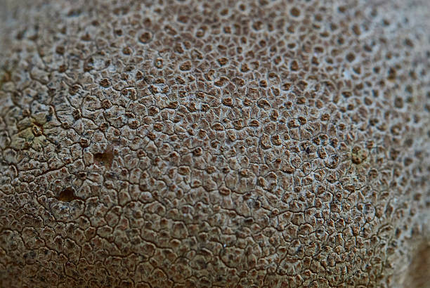 istock Close-Up Texture of a Brown, Rough Surface with Intricate Cracks 2233589055