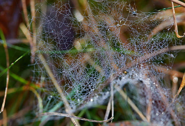 A detailed image showing a delicate spider web covered in morning dew droplets against a blurred nature background, portraying beauty and intricacy.