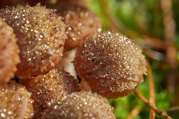 Macro photograph showing mushrooms adorned with shimmering dew droplets, against a soft forest background. The image highlights textures, reflections, and nature's details, evoking freshness and tranquility.