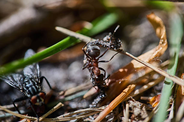 Detailed macro photograph showcasing an ant lifting materials amid small grasses, featuring other forest insects. Close-up perspective highlights nature's biodiversity and intricate life forms.