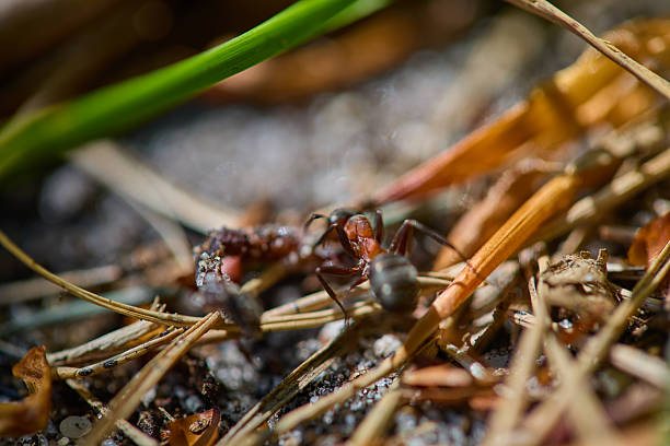 Macro photograph of an ant amidst natural forest floor elements. Highlights intricate insect details and environmental textures, ideal for entomology, nature, and ecology topics.