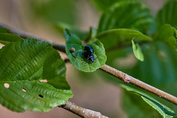 A vibrant close-up of a small beetle resting on a lush green leaf, surrounded by natural foliage. The image captures the intricate details and colors, creating a serene and natural atmosphere.