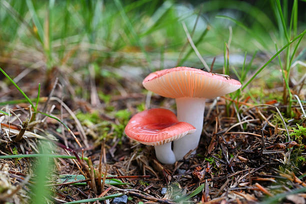 Tall Bog Russula (Russula paludosa) cute red mushrooms