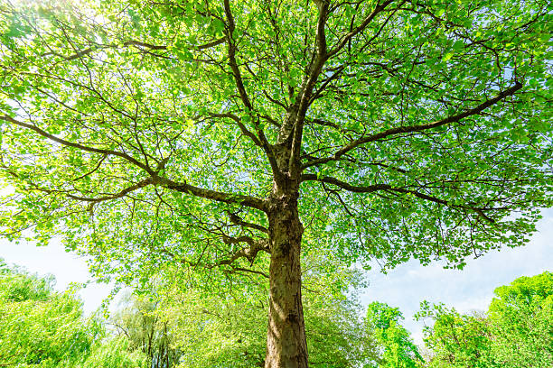 Sunlight filters through the vibrant green leaves of a majestic tree, creating a captivating display of nature's beauty