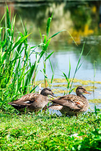 Flock of mallards (Anas platyrhynchos) with one rare white duck resting on grassy river bank in autumn. Concept of biodiversity, wildlife, and peaceful coexistence.