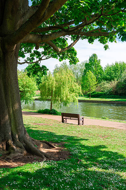 Empty bench inviting to relax by a river in a peaceful park during a sunny day