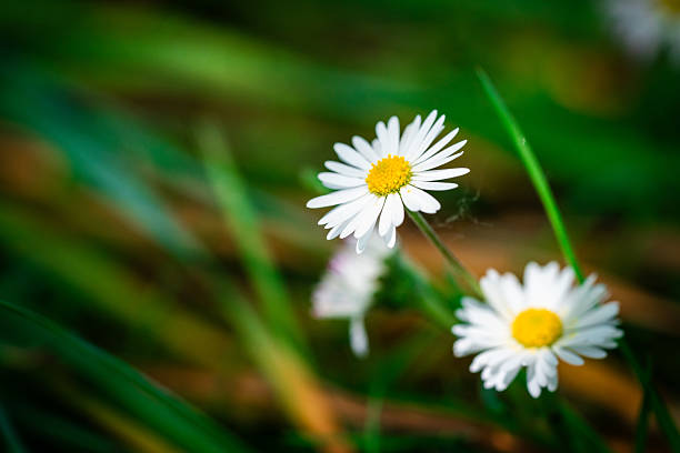 Close-up of a daisy flower blooming in the grass during springtime, with blurred background